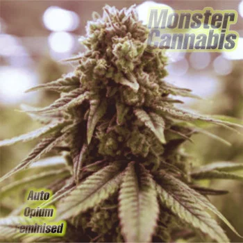 Auto Opium Feminised